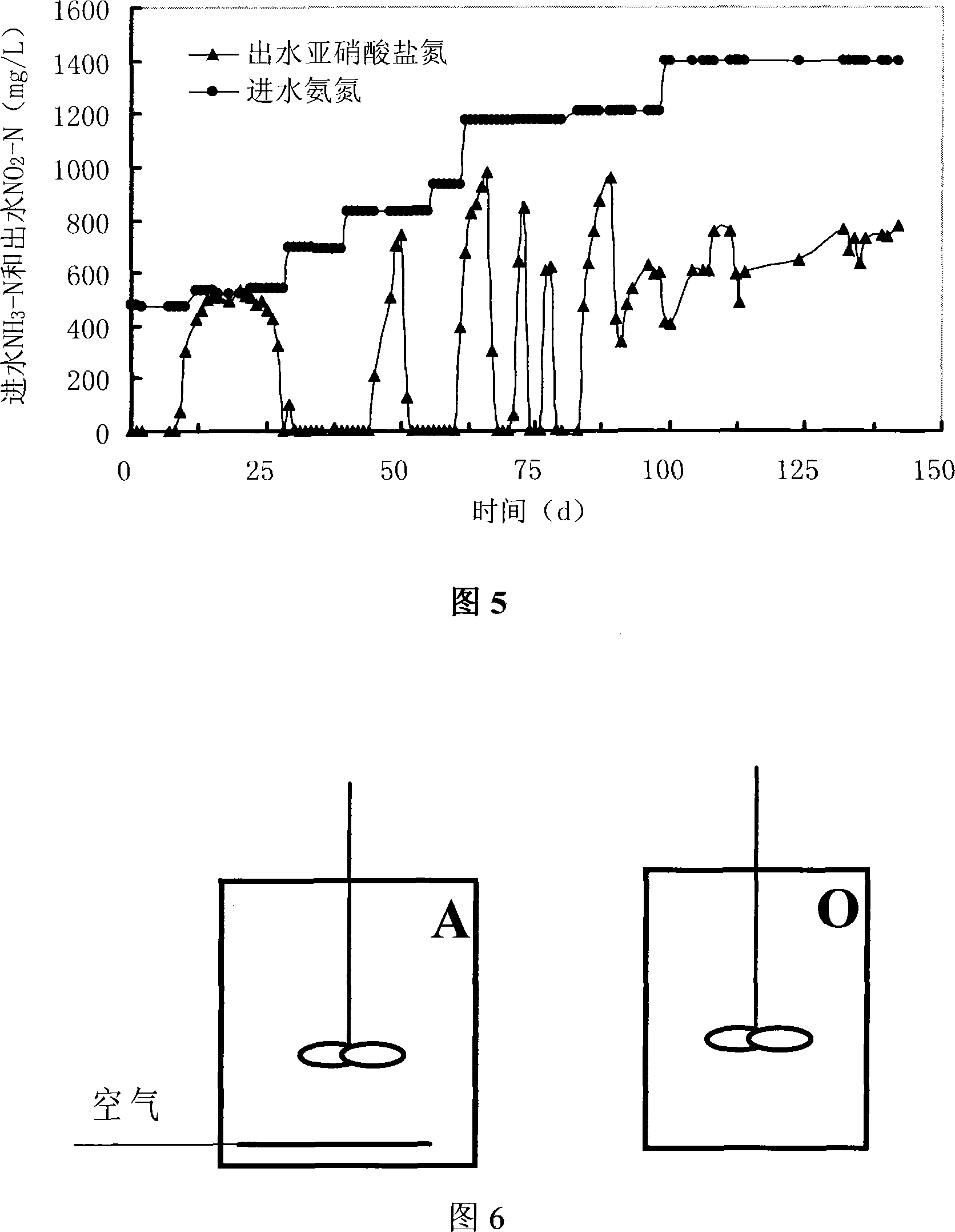 Method for cultivating nitrosobacteria flora and method for treating wastwater containing ammonia nitrogen
