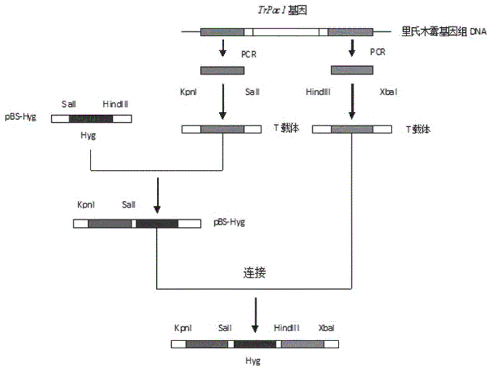 Transcriptional regulation factor derived from trichoderma reesei and coding gene and application of transcriptional regulation factor