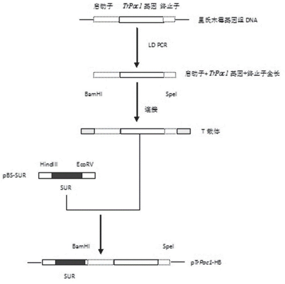 Transcriptional regulation factor derived from trichoderma reesei and coding gene and application of transcriptional regulation factor