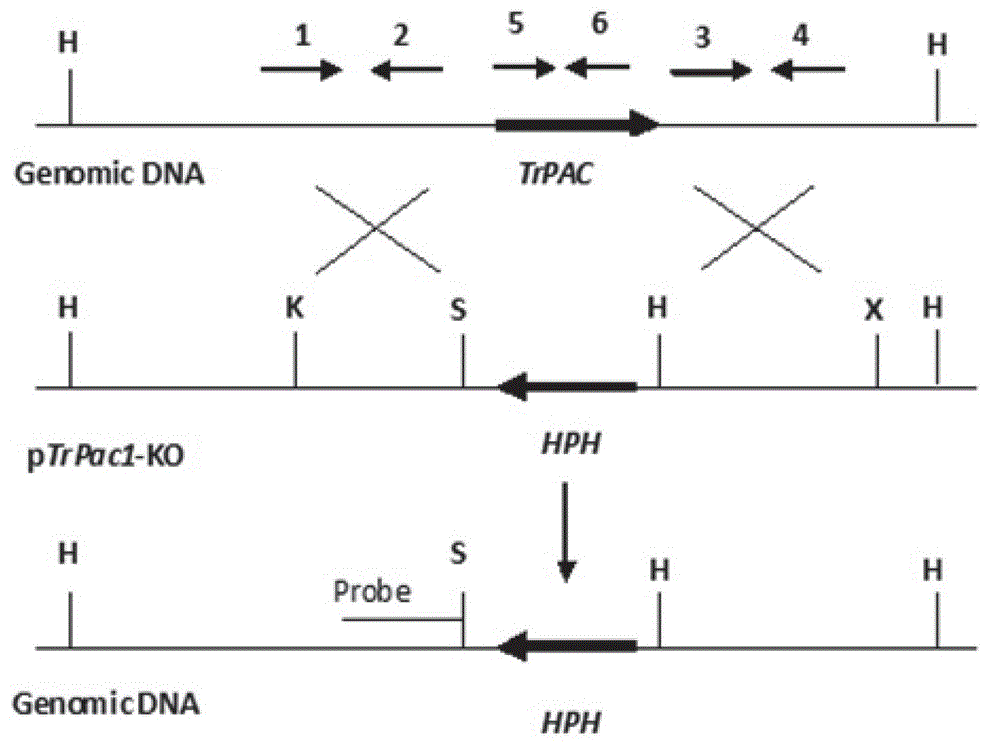 Transcriptional regulation factor derived from trichoderma reesei and coding gene and application of transcriptional regulation factor