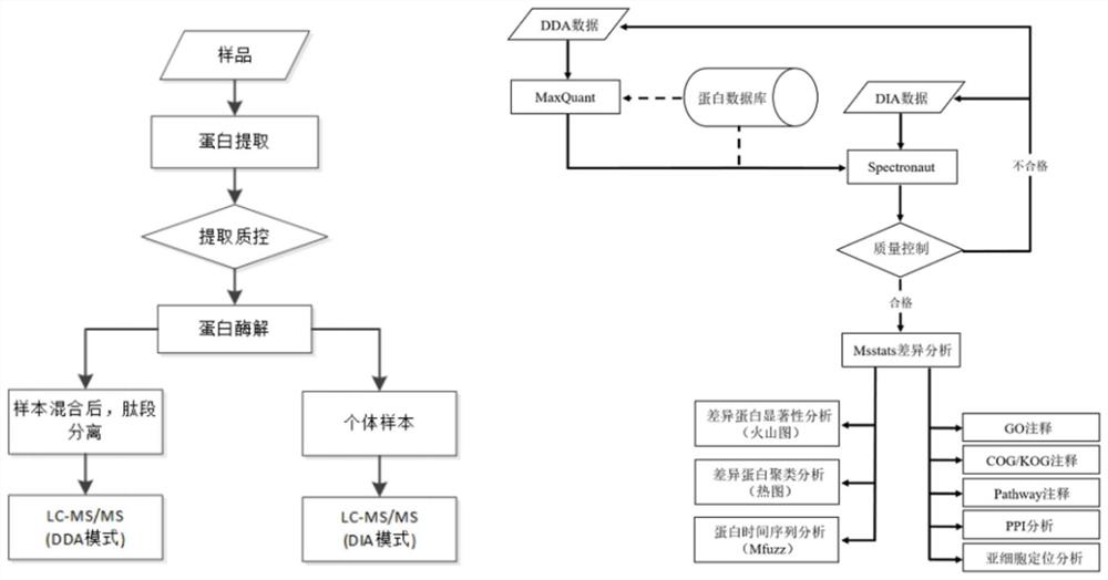 Application of RPS9 protein in predicting good response of cynomolgus monkey to superovulation