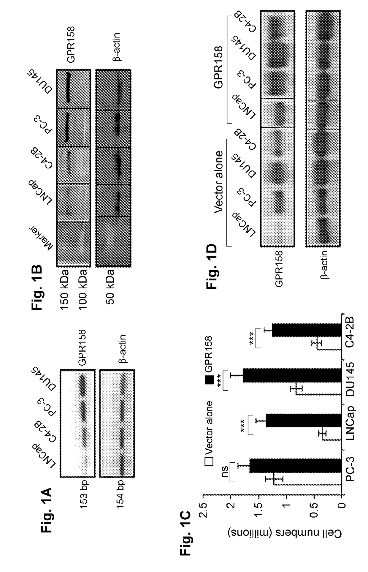 Biotherapeutics targeting gpr158 for cancer