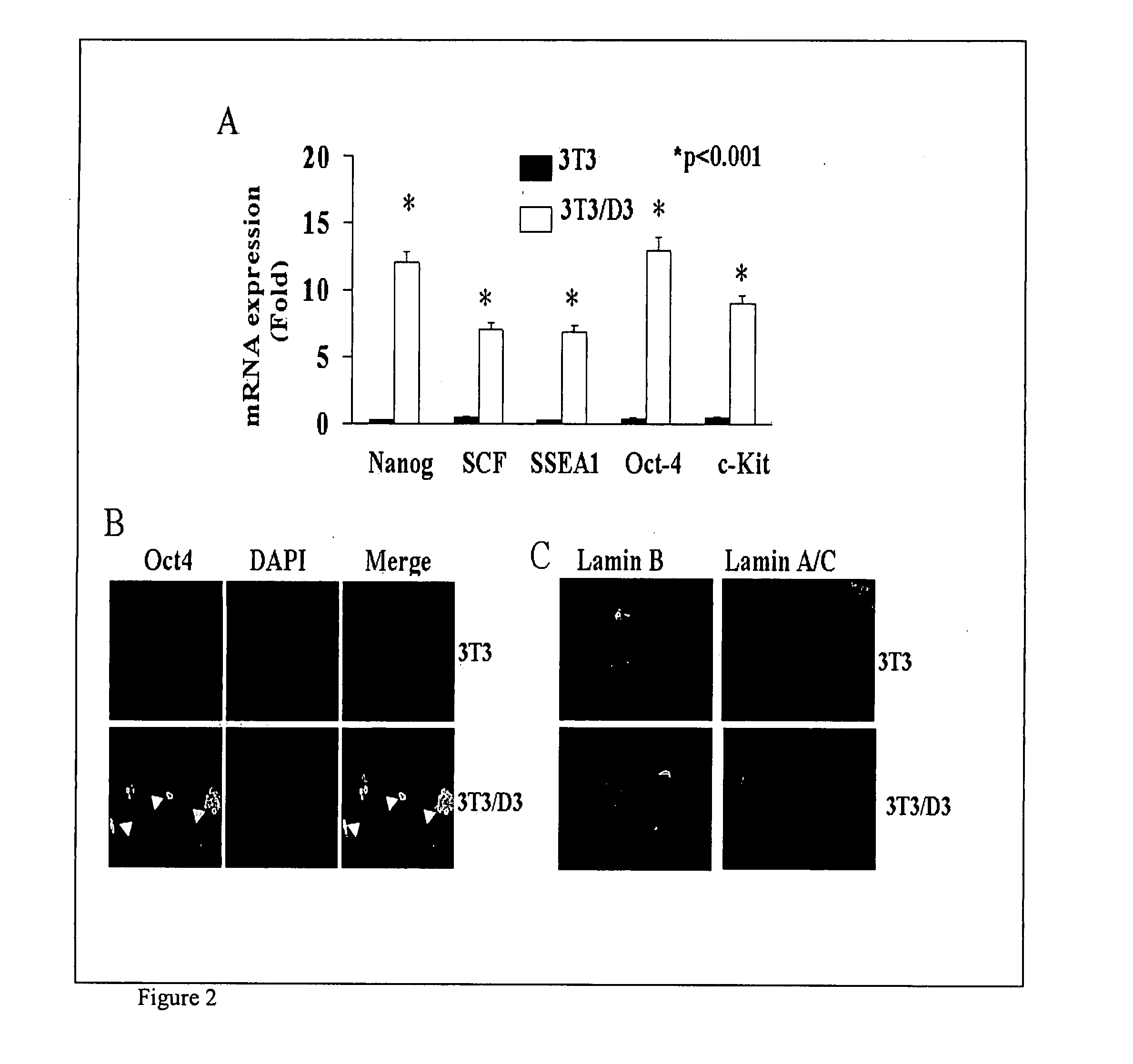 Methods for Reprogramming Adult Somatic Cells and Uses Thereof