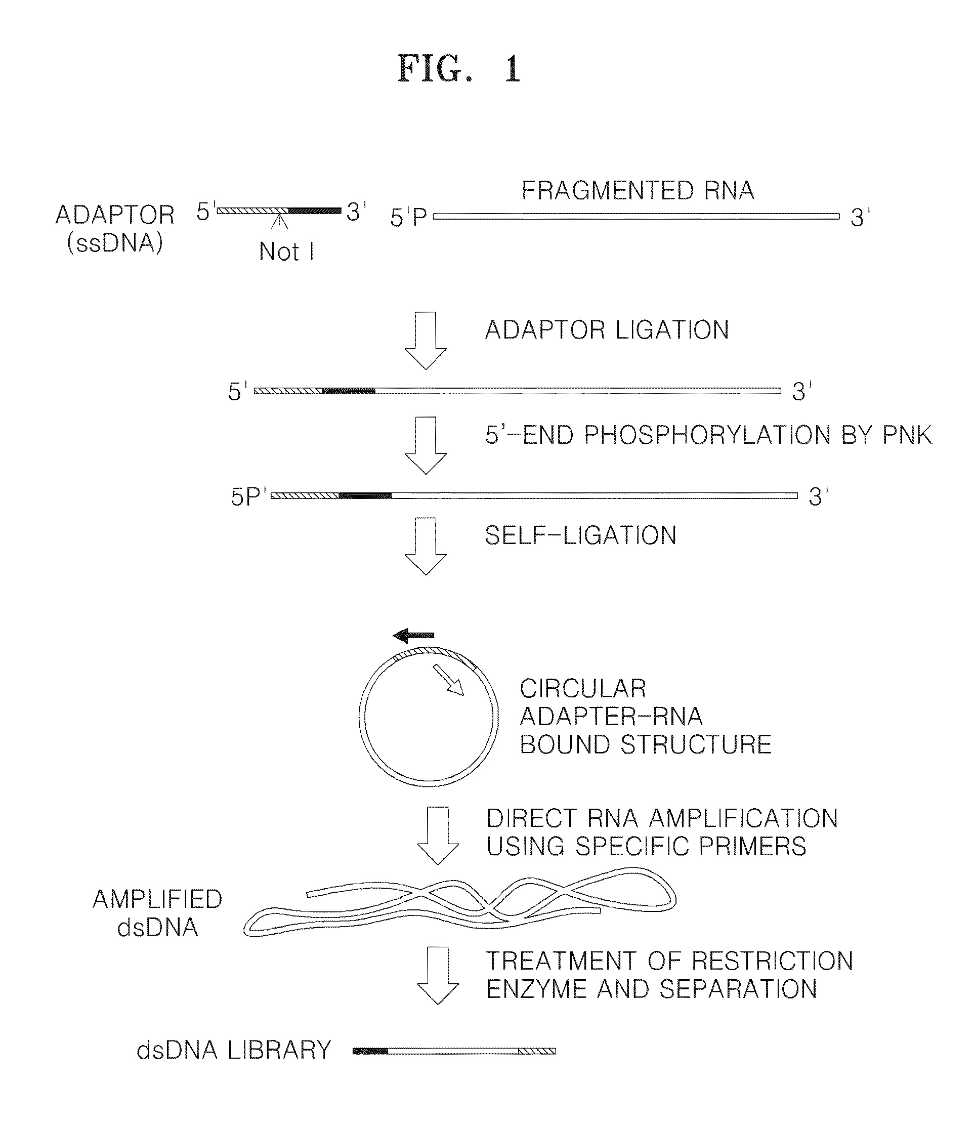 Method of amplifying DNA from RNA in a sample