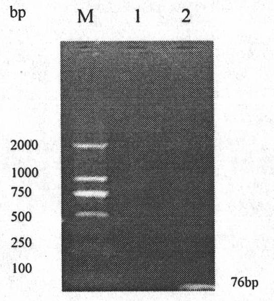 Method for quickly detecting duck viral enteritis by real-time fluorescence quantitative PCR and kit thereof