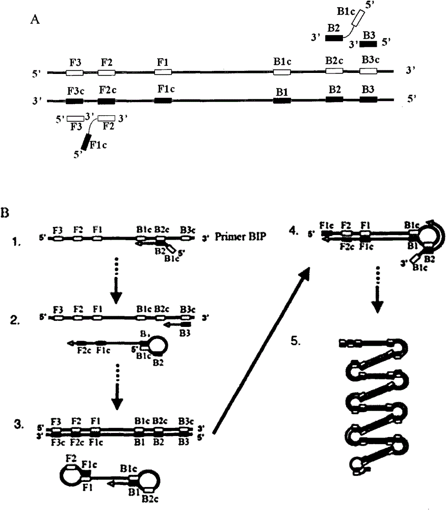 Method and kit for detecting reverse transcription-loop mediated isothermal amplification (RT-LAMP) of pike fry rhabdovirus (RFRV)