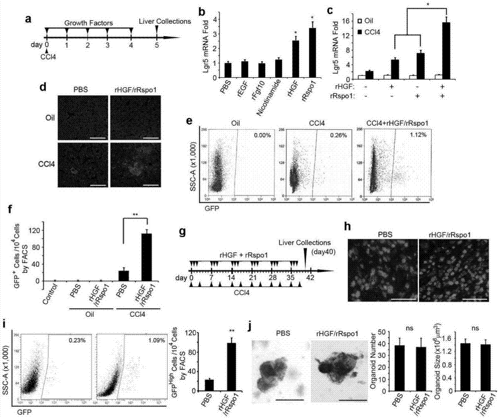 Induction method of Lgr5&lt;+&gt; (leucine-rich repeat-containing g-protein coupled receptor 5&lt;+&gt;) hepatic stem cells, and application thereof in detection