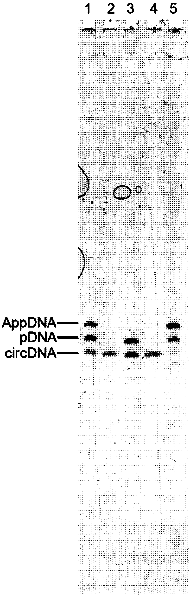 HYPER-THERMOSTABLE LYSINE-MUTANT ssDNA/RNA LIGASES