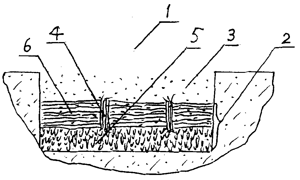 Method for improving coastal saline soil by using solidago canadensis