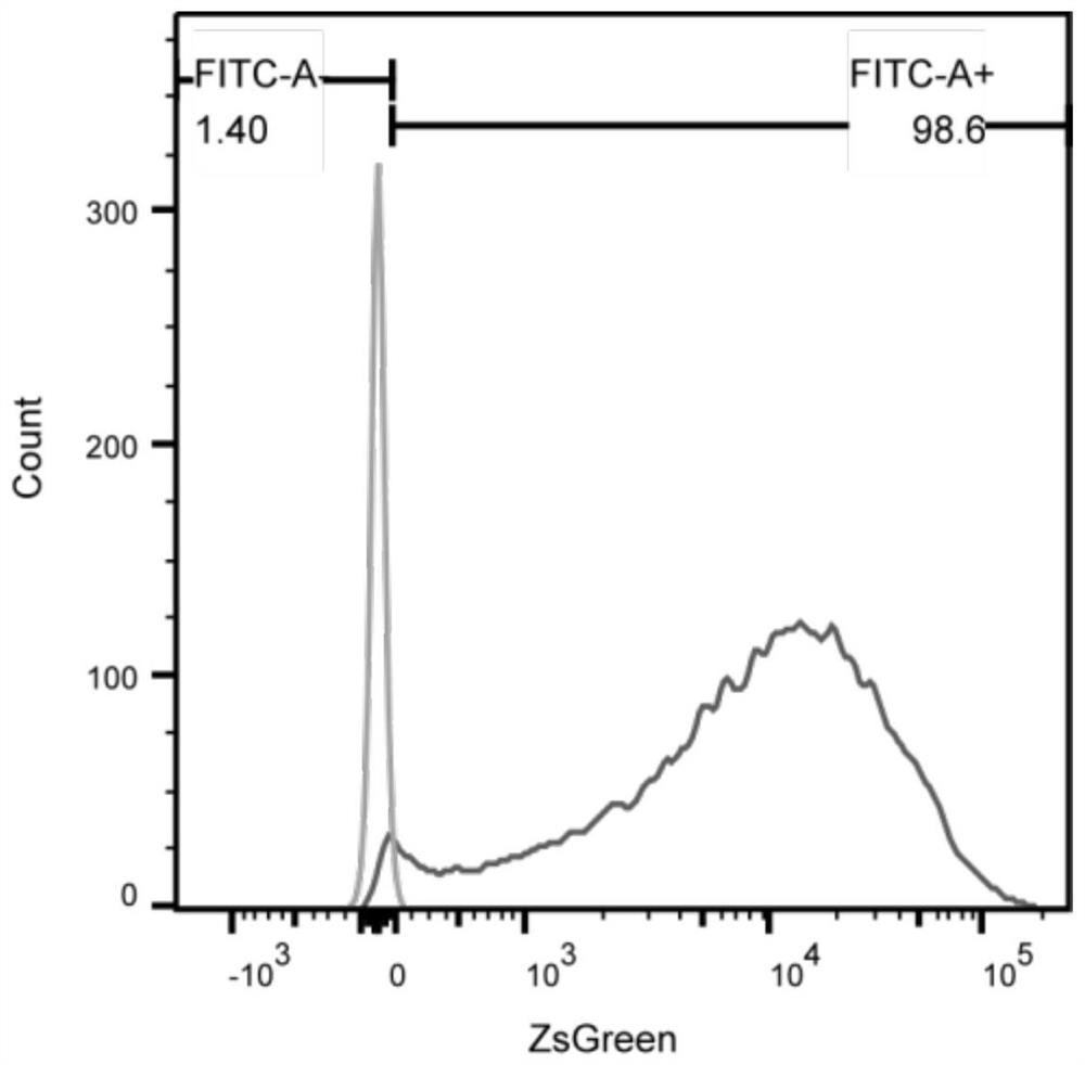 Method for directly transdifferentiating prepuce-derived mesenchymal stem cells into sperms by using transcription factor ID4