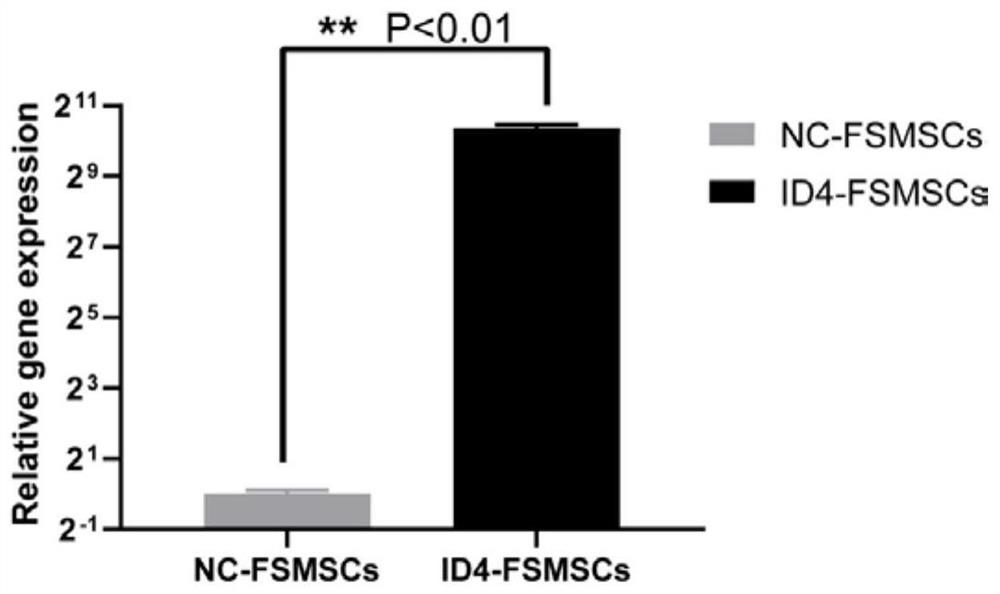 Method for directly transdifferentiating prepuce-derived mesenchymal stem cells into sperms by using transcription factor ID4