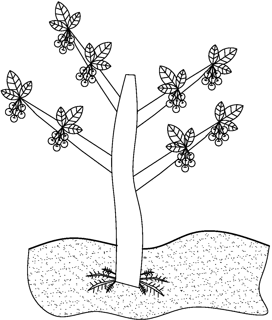 Propagation method for fruition of large cherries after division