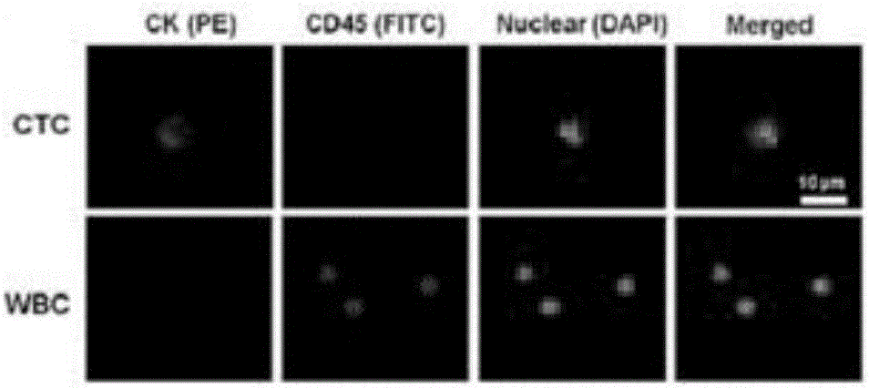 Probe and kit for circulating tumor cell and neutrophil leucocyte identification