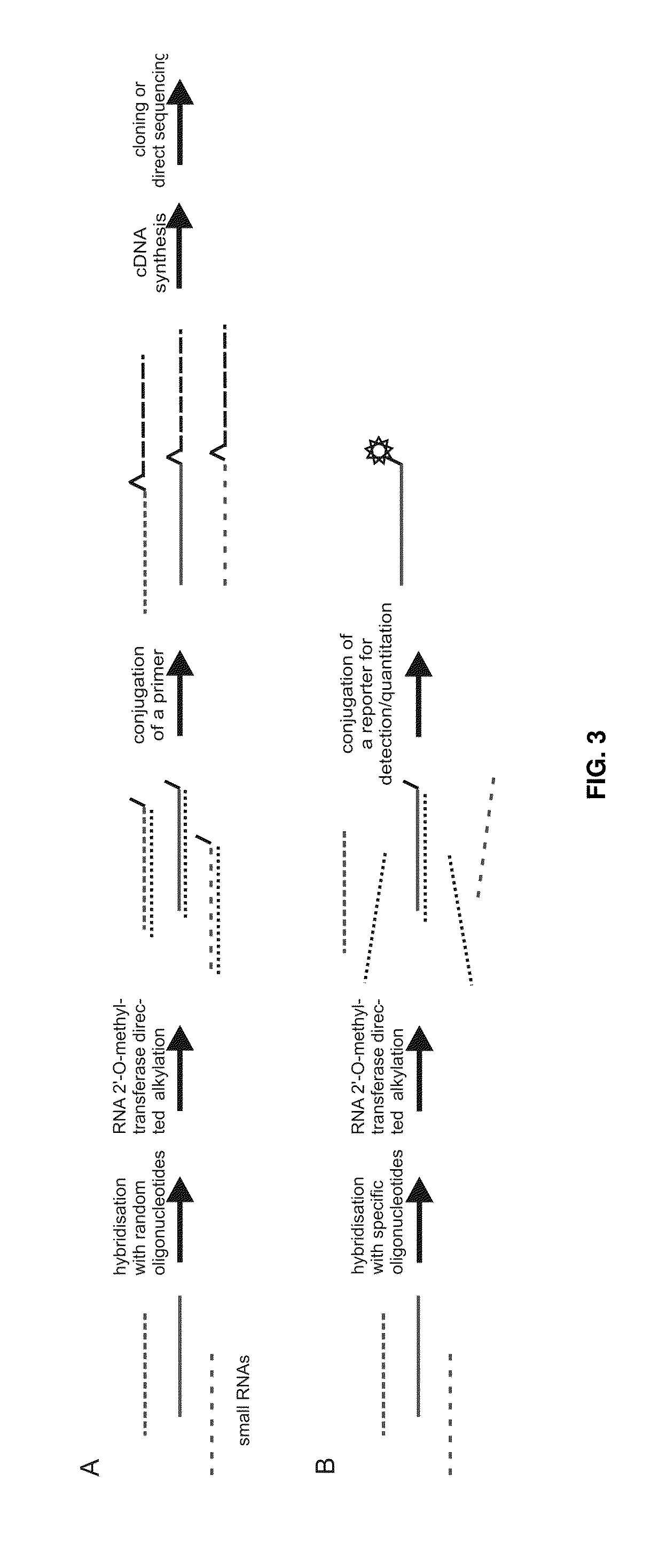 Analysis of small RNA