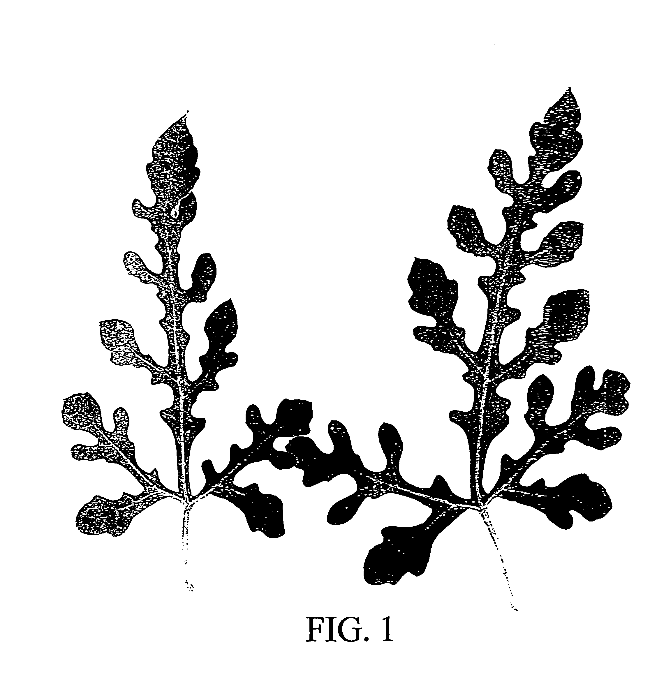 Method for producing triploid, seedless watermelon