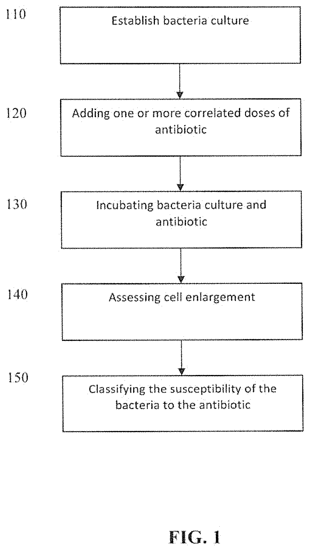 Method for the rapid determination of susceptibility or resistance of bacteria to antibiotics
