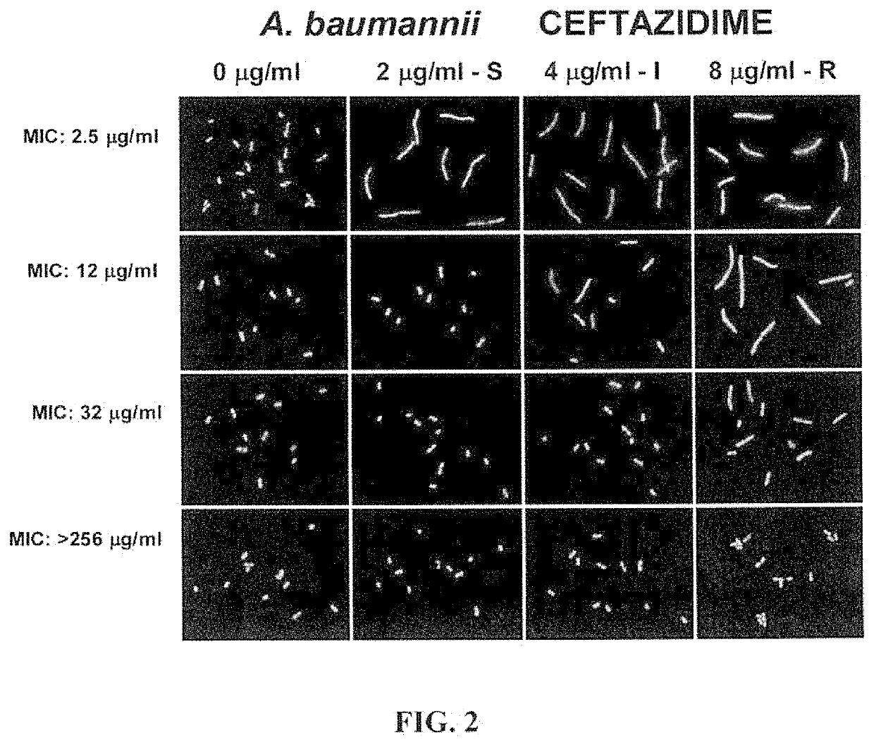 Method for the rapid determination of susceptibility or resistance of bacteria to antibiotics