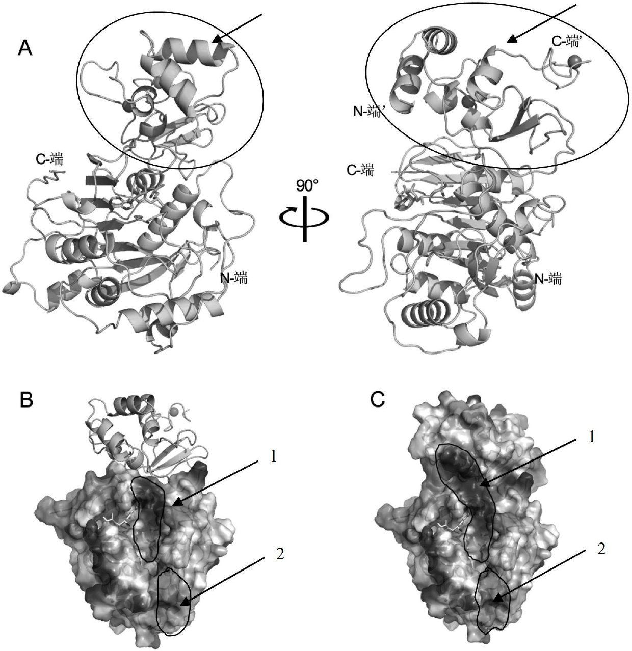 Virus capping system polypeptide inhibitor for controlling coronavirus