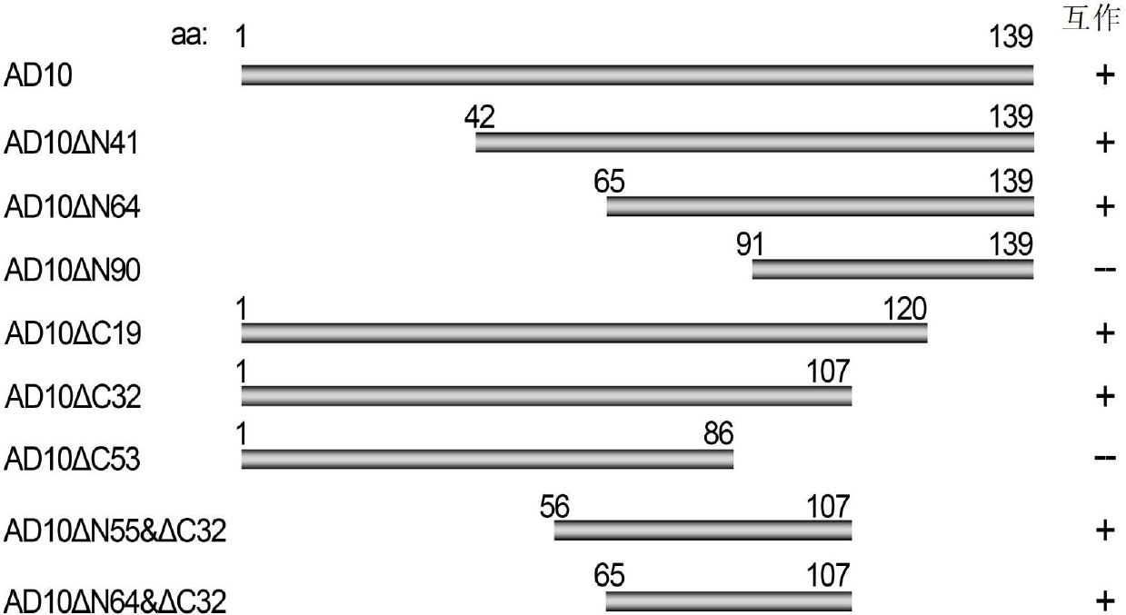 Virus capping system polypeptide inhibitor for controlling coronavirus