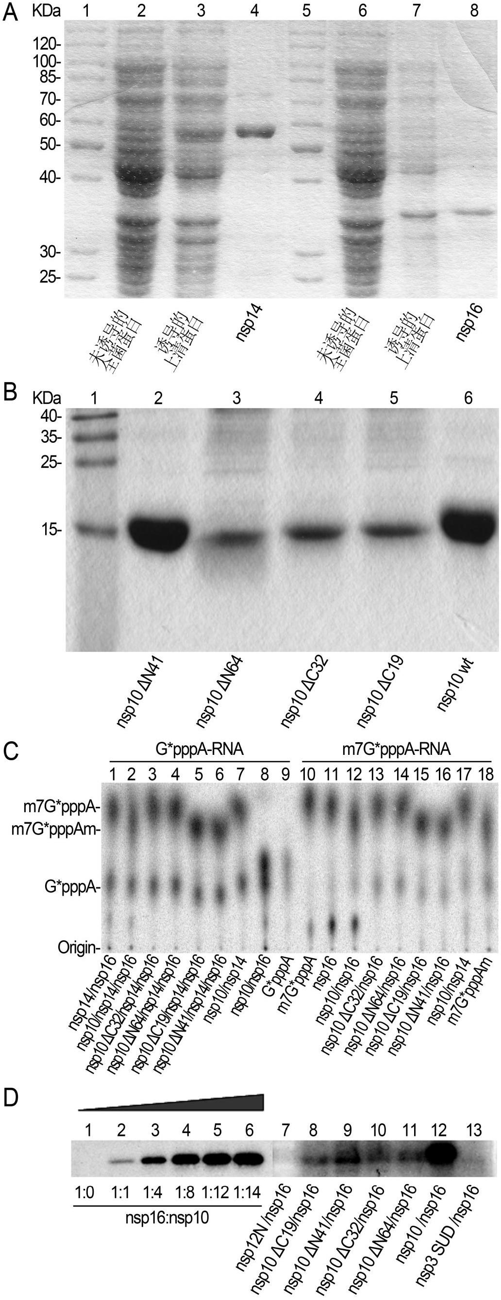 Virus capping system polypeptide inhibitor for controlling coronavirus