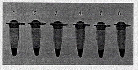 Loop-mediated isothermal amplification (LAMP) primer combination, LAMP kit and LAMP method for detecting trichothecenes