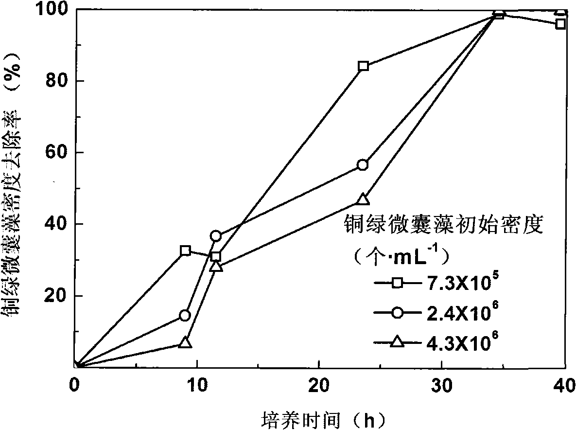 Culture method of golden algae and application thereof in controlling water-bloom algae aspect