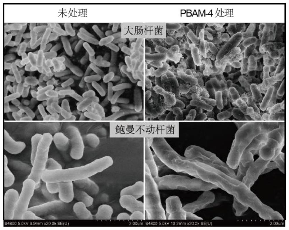 A kind of antibacterial amidine oligomer with anti-drug resistance and its preparation method and application