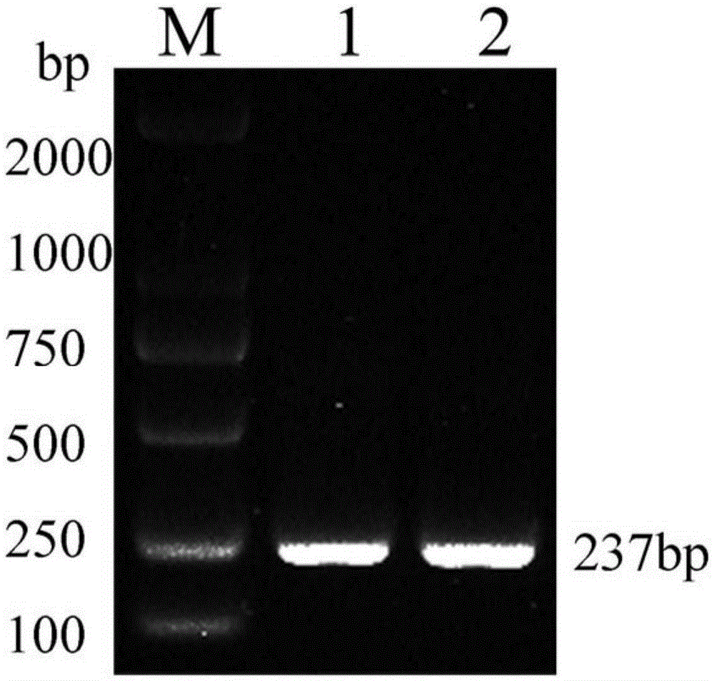 Separating and culturing methods and induction medium of chicken functional macrophage