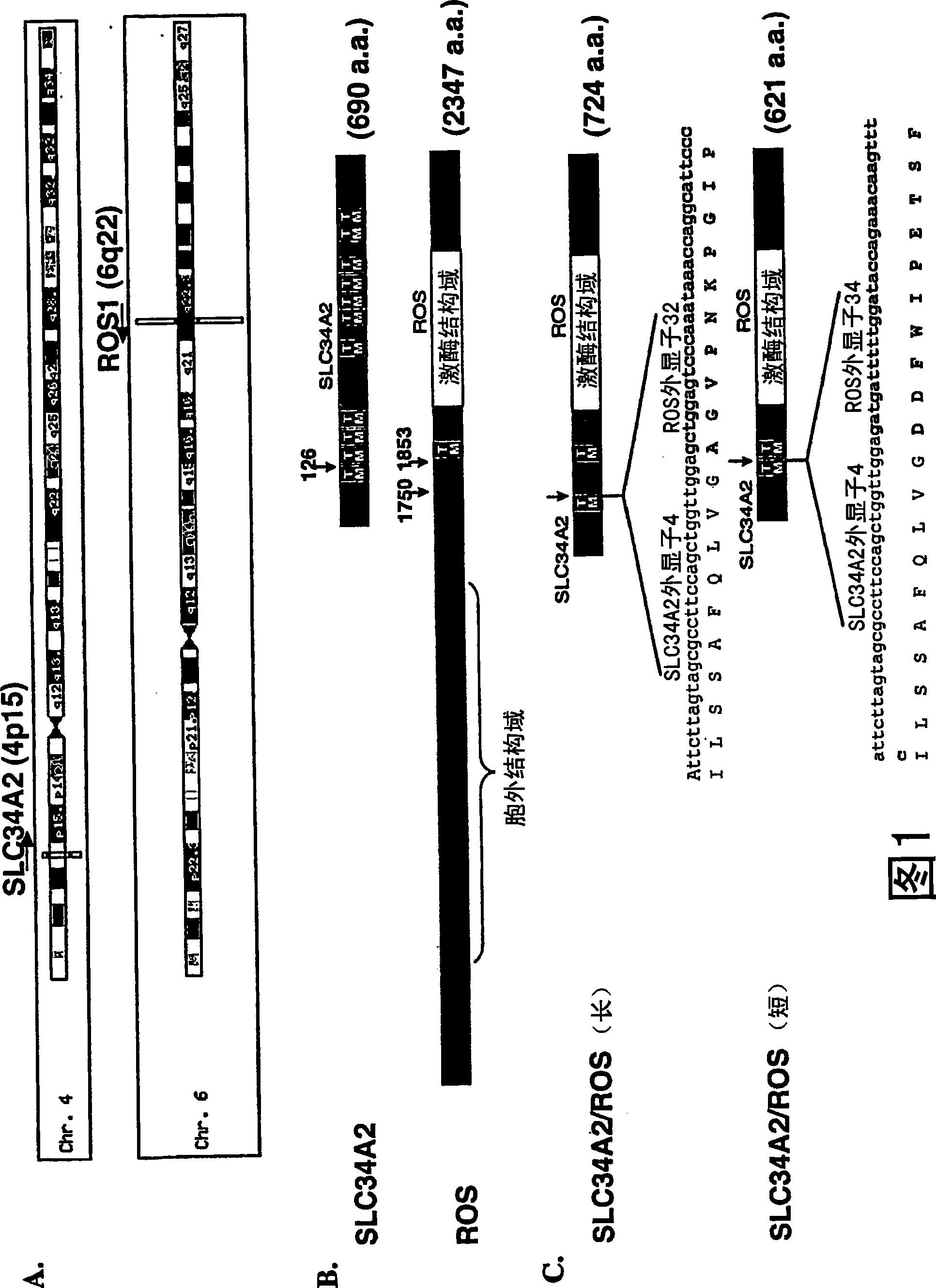 Translocation and mutant ros kinase in human non-small cell lung carcinoma