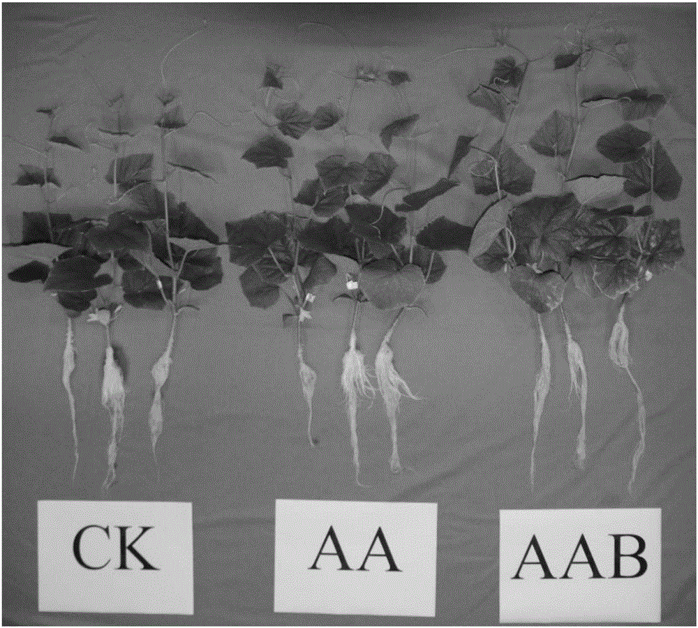 Biological surfactant produced by Enterobacter hormaechei and applications thereof