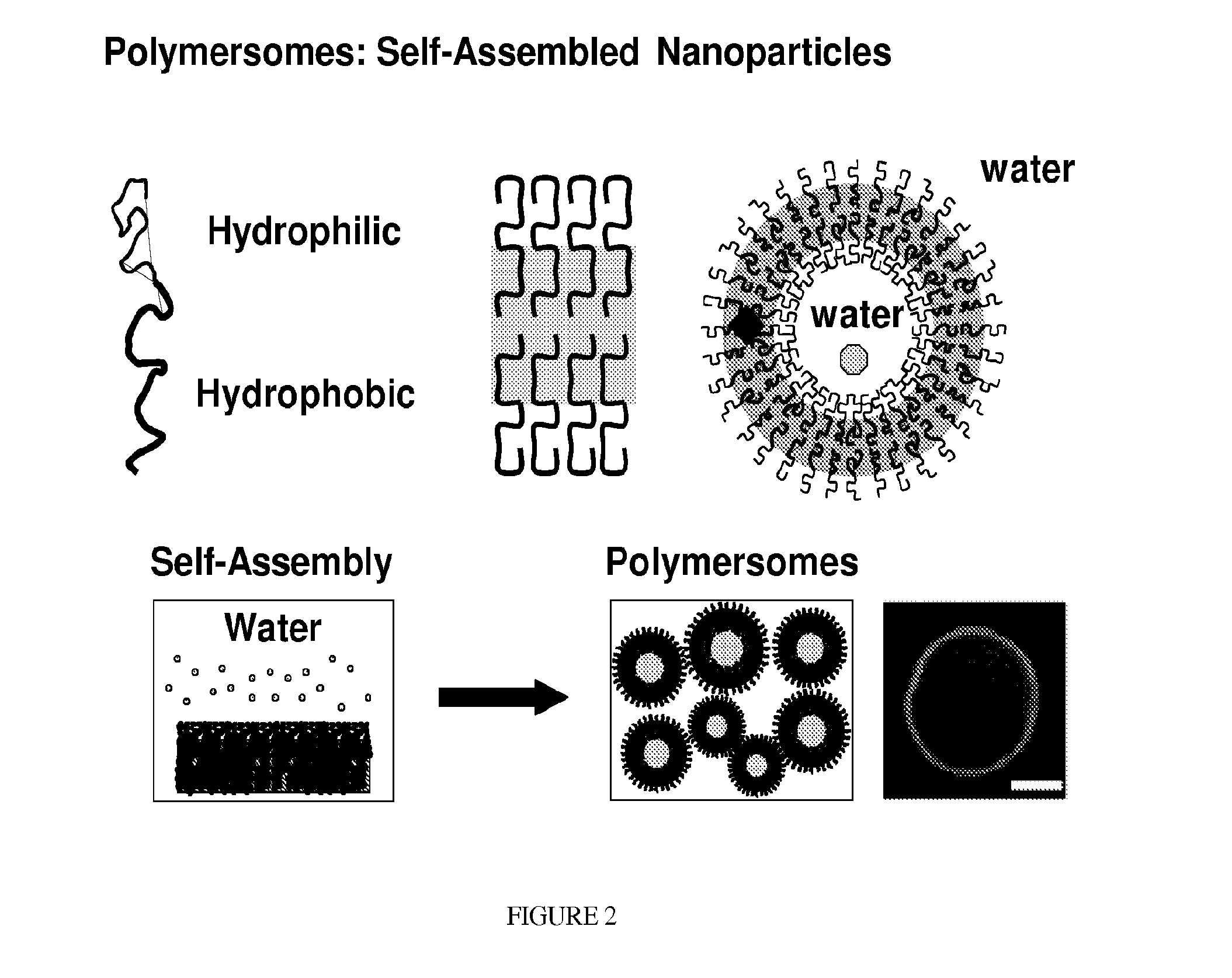 Compositions And Methods For Treating Or Preventing Immuno-Inflammatory Disease