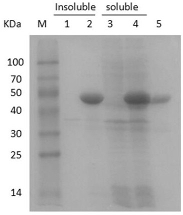 A marine environment-derived chitinase and its gene