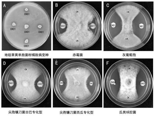 A kind of biocontrol strain ch01 for effectively preventing and treating citrus canker and its application