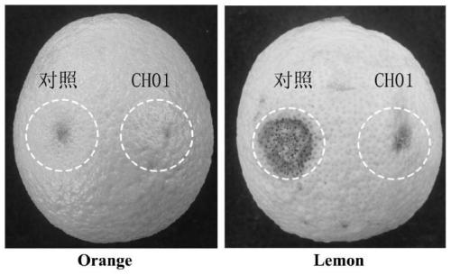 A kind of biocontrol strain ch01 for effectively preventing and treating citrus canker and its application