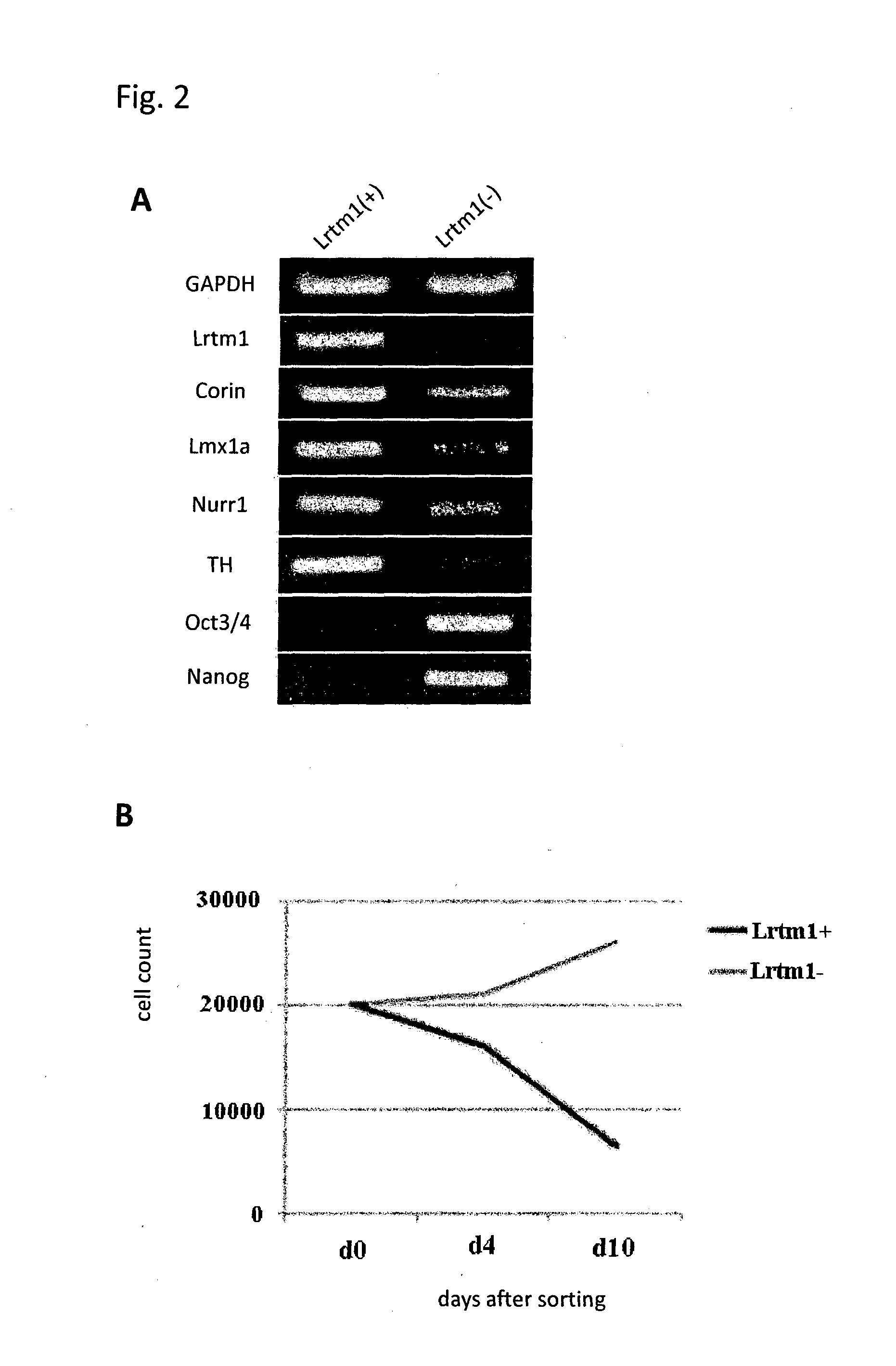 Novel markers for dopaminergic neuron progenitor cells