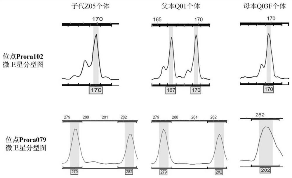 Procypris rabaudi Tchang test kit and microsatellite PCR identification method thereof