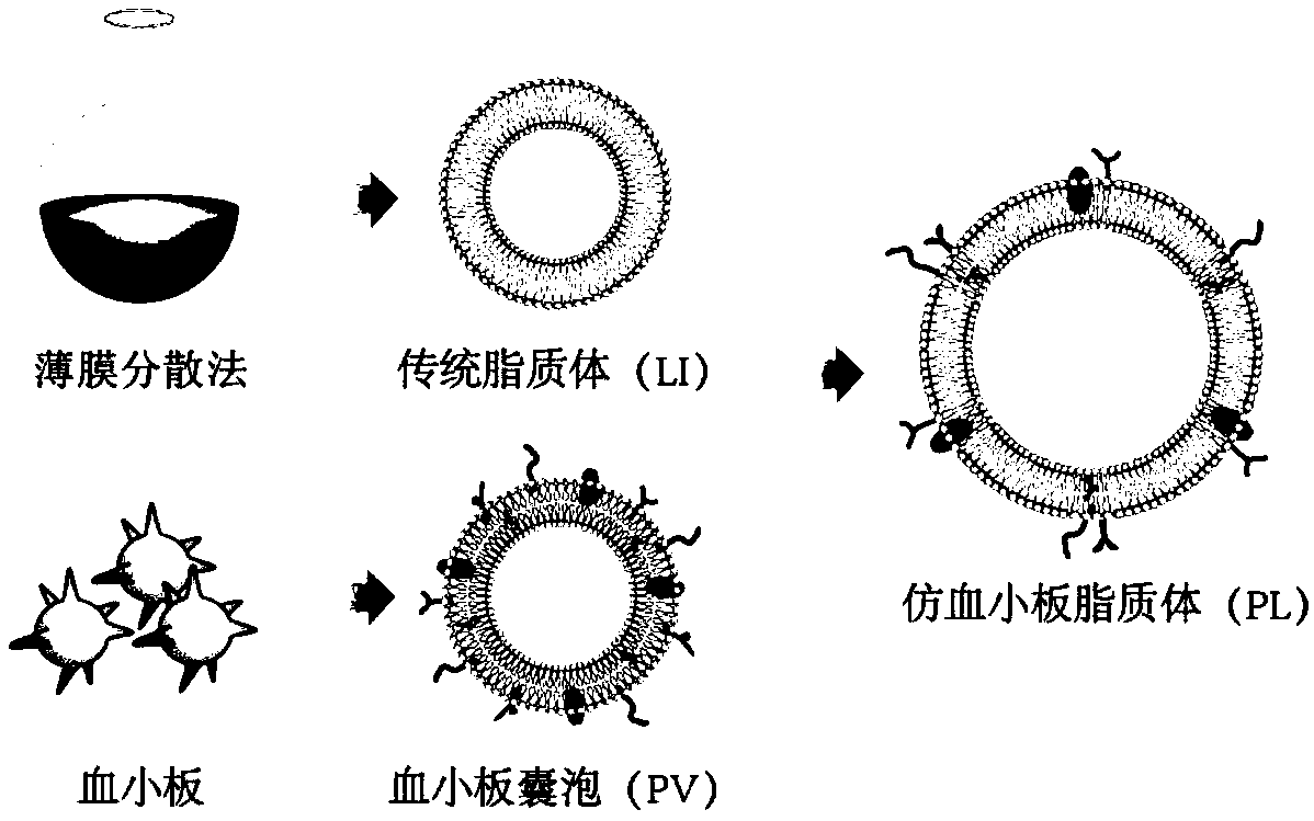 Platelet-like liposome drug delivery system, and preparation method and application thereof