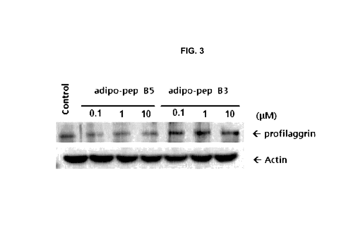 Composition comprising peptide derived from adiponectin