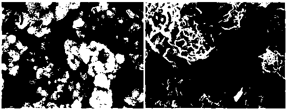 Preparation method of stannous sulfide/nitrogen-doped carbon composite ball-flower and application in lithium ion battery negative electrode