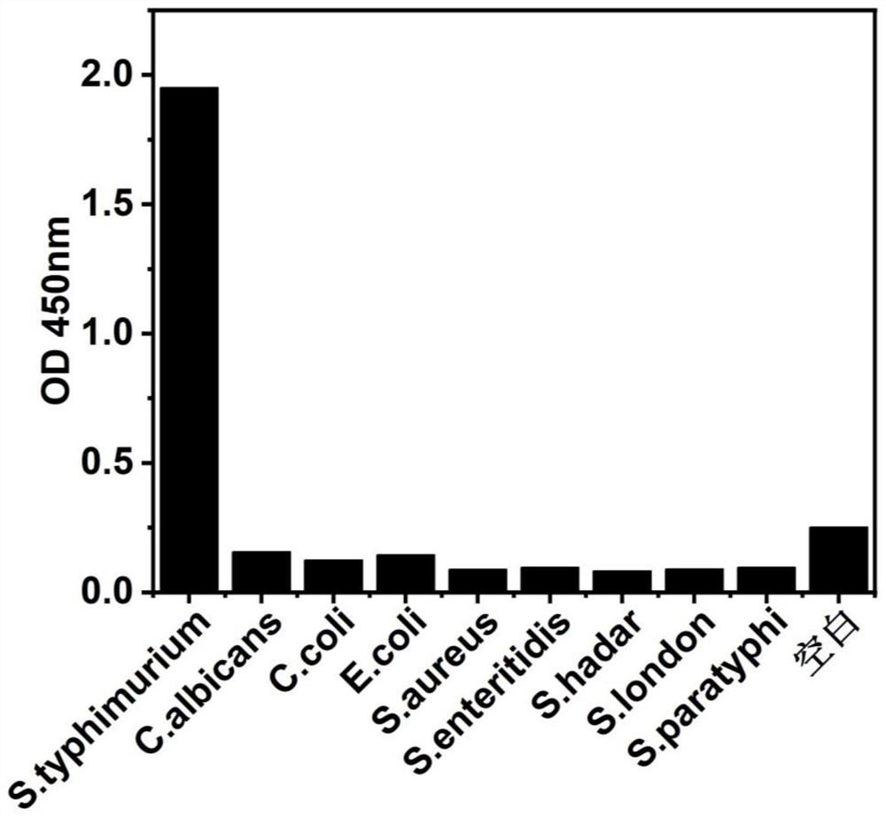 Anti-salmonella typhimurium nano antibody and application thereof