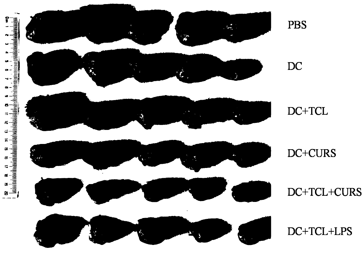 Application of sulfated curdlan