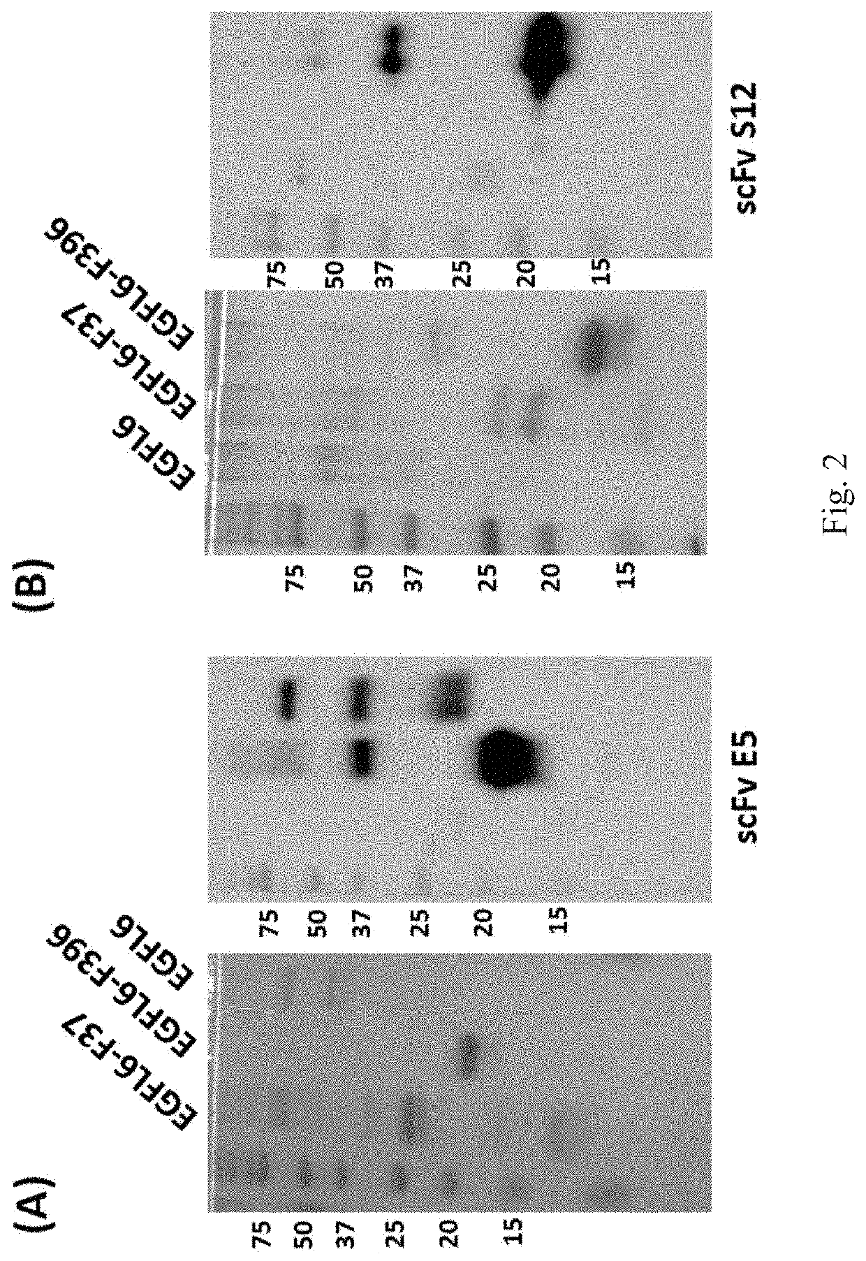 Anti-egf like domain multiple 6 (EGFL6) antibodies and their applications in cancer diagnosis and treatment