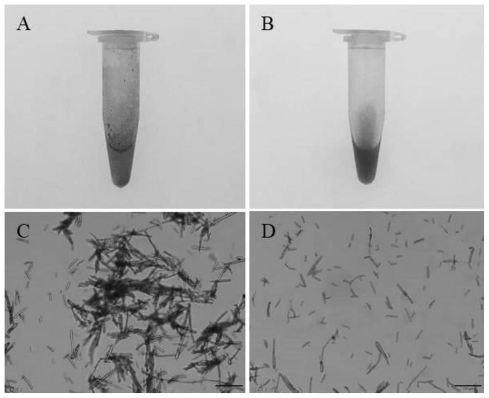 Method for measuring quality of conidia of corynespora cassiicola