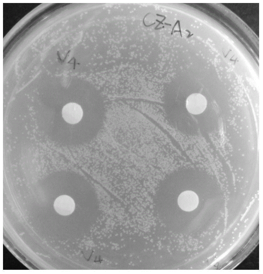 Bacillus amyloliquefaciens and its bacterial depressant and use