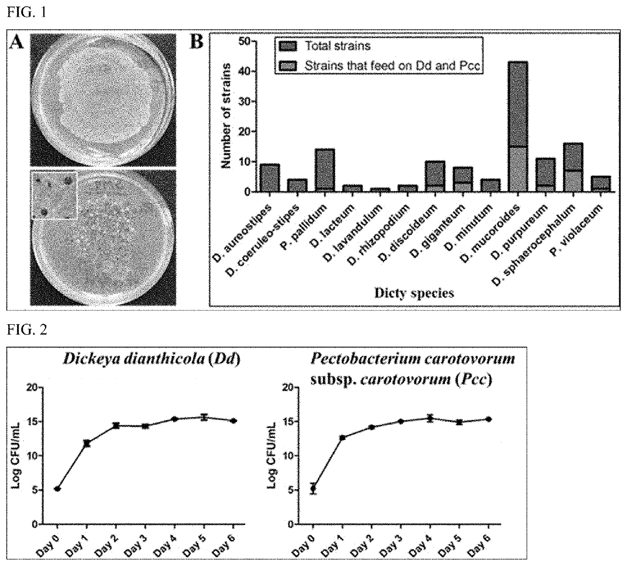 Therapeutic amoeba and uses thereof