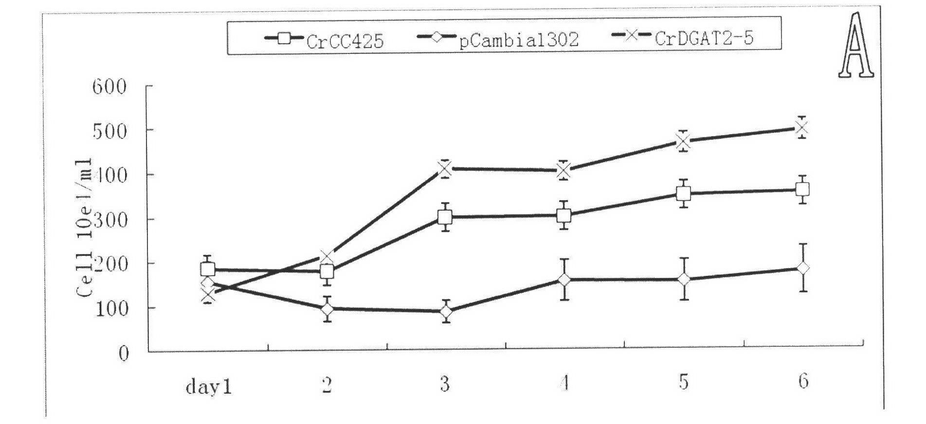 Chlamydomonas reinhardtii lipid metabolism gene CrDGAT2-5, encoding protein thereof, and application thereof