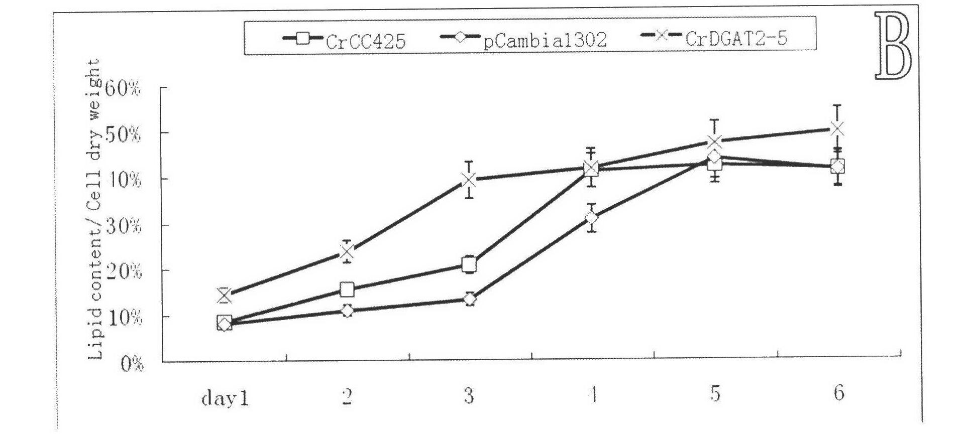 Chlamydomonas reinhardtii lipid metabolism gene CrDGAT2-5, encoding protein thereof, and application thereof