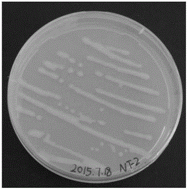 Pseudomonas frederiksbergensis sp. NT-2 and application thereof