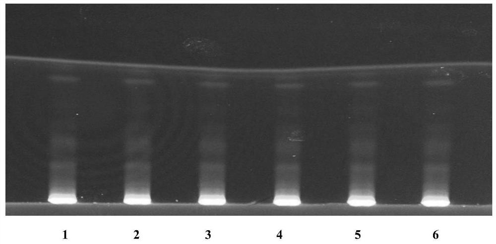 Thin-layer identification method of rhizoma phragmitis and preparation thereof