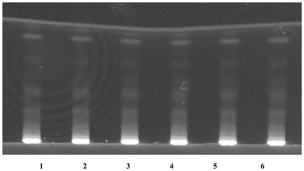 Thin-layer identification method of rhizoma phragmitis and preparation thereof